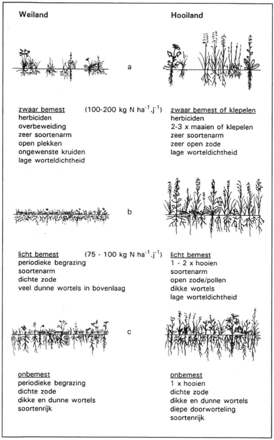 Sprangers, 1996 (figuur 8.1) Boven en ondergrondse struktuur van dijkgrasland bij verschillende beheer
