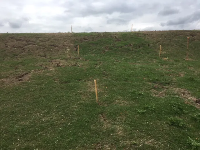 Twee weken na erosieproef is het groener tussen de piketten en groeit de distel (WSRL)