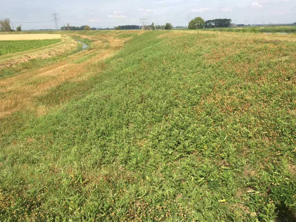 Uitbundige opkomst van Akkerdistel op droge jonge dijk (WSRL).