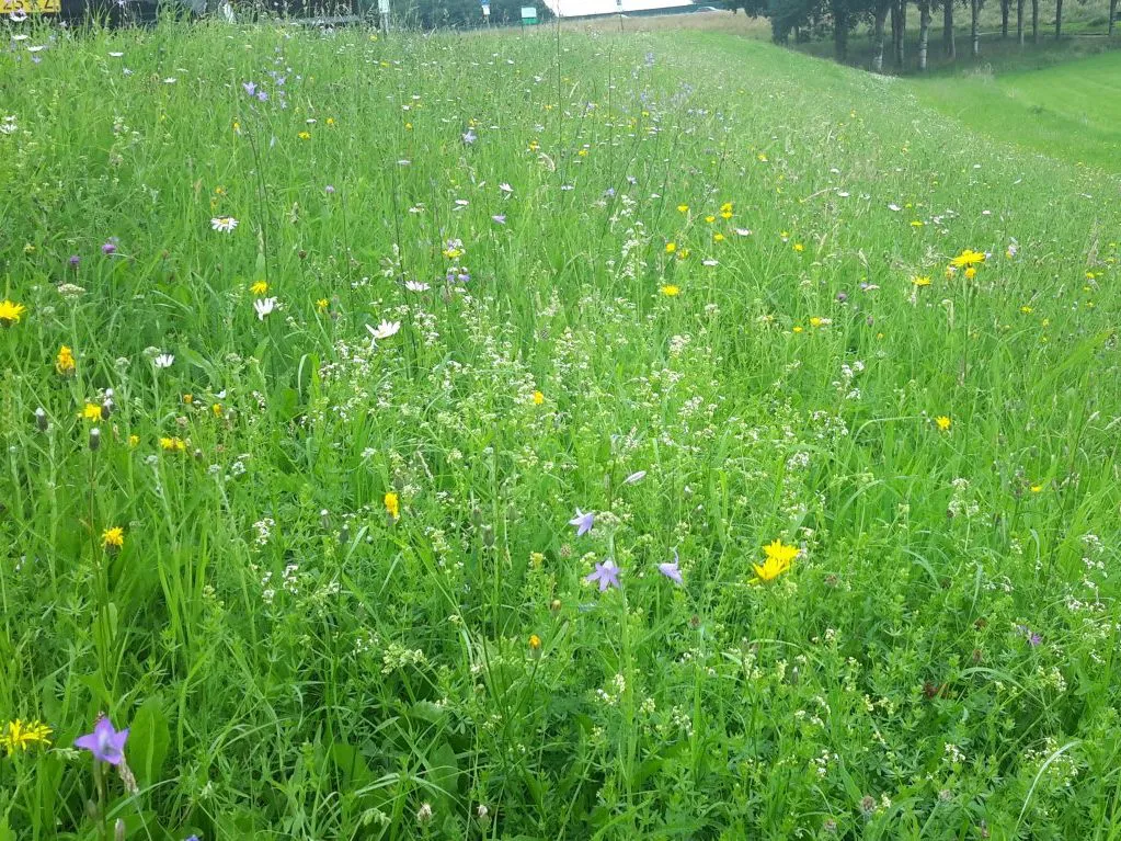 maaicycli-potentiel-ecologisch-waardevolle-dijken