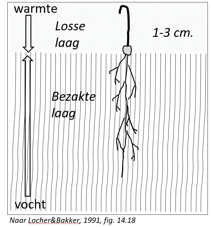 Zaaibed met losse en bezakte laag (naar Locher&Bakker 1991)