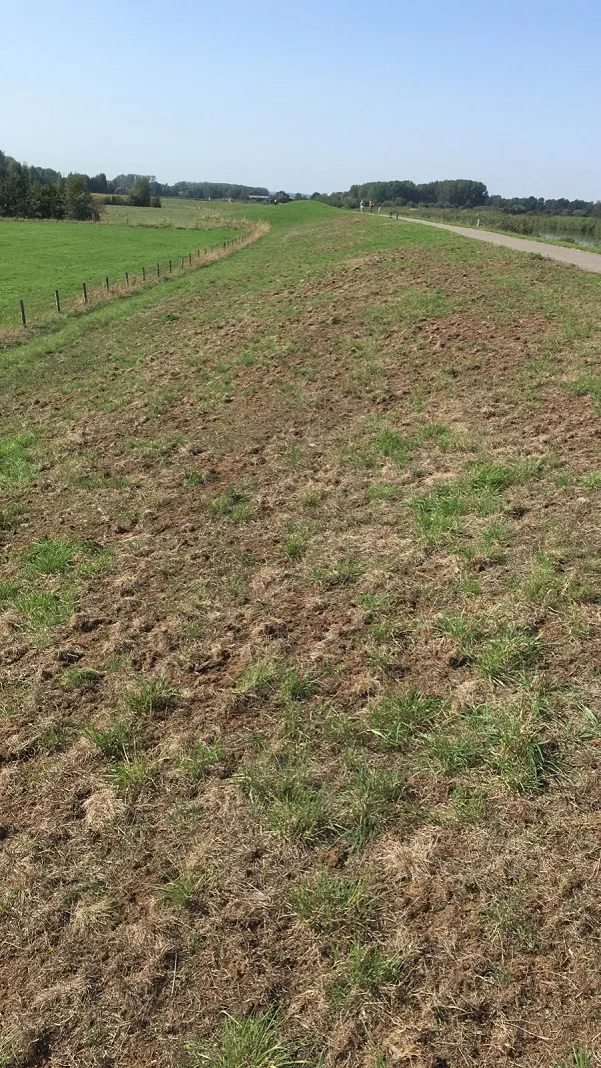 Binnentalud (Oude IJssel) aangetast door engerlingen, losgepikt door kraaiachtigen (WRIJ)