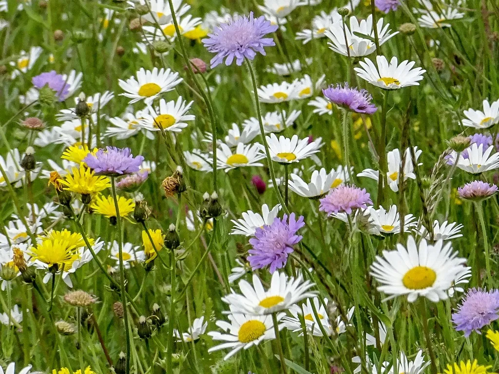 Bloemrijke dijk (EurECO)