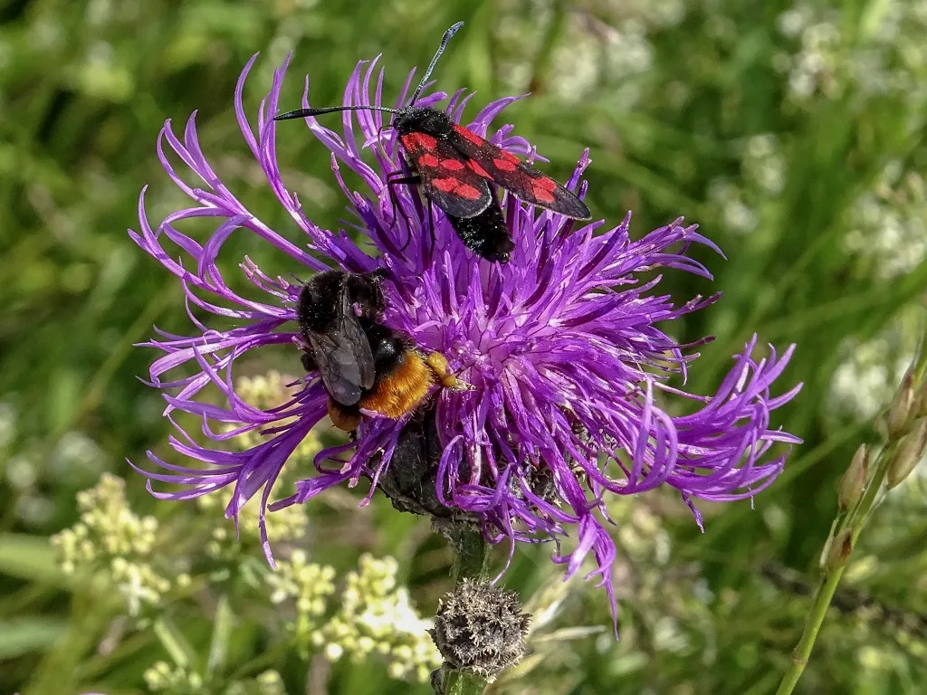 Grote centaurie met insecten