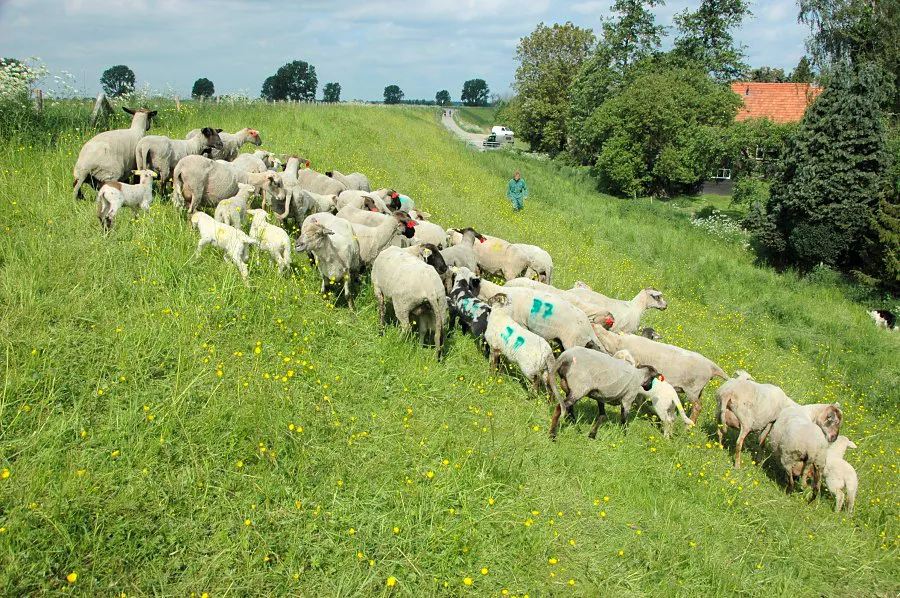 Schapen vast raster (EurECO)