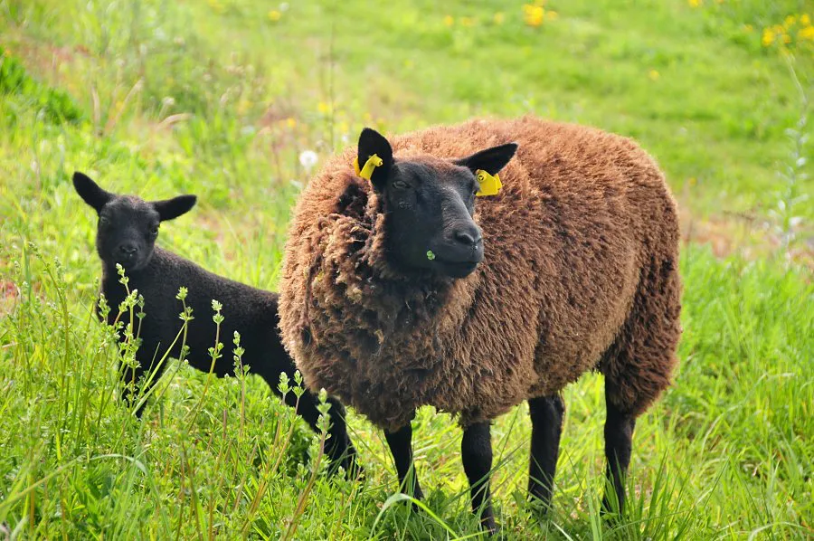 Schaap met lam (EurECO)