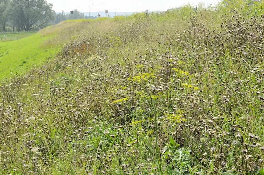 Kruidenrijk talud zaadzetting