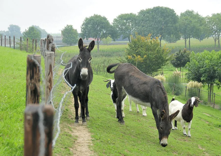 Grootvee op de waterkering: een bedreiging.