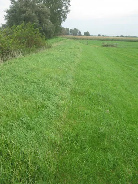 Zomerkade, bemeste grond (Digigids)