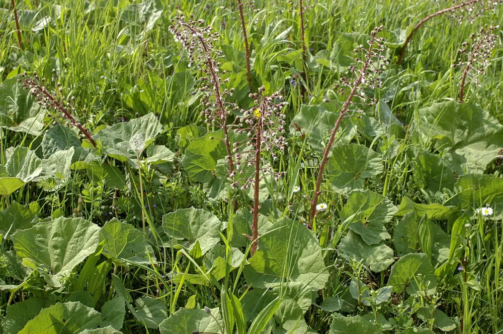 Groot hoefblad (EurECO)