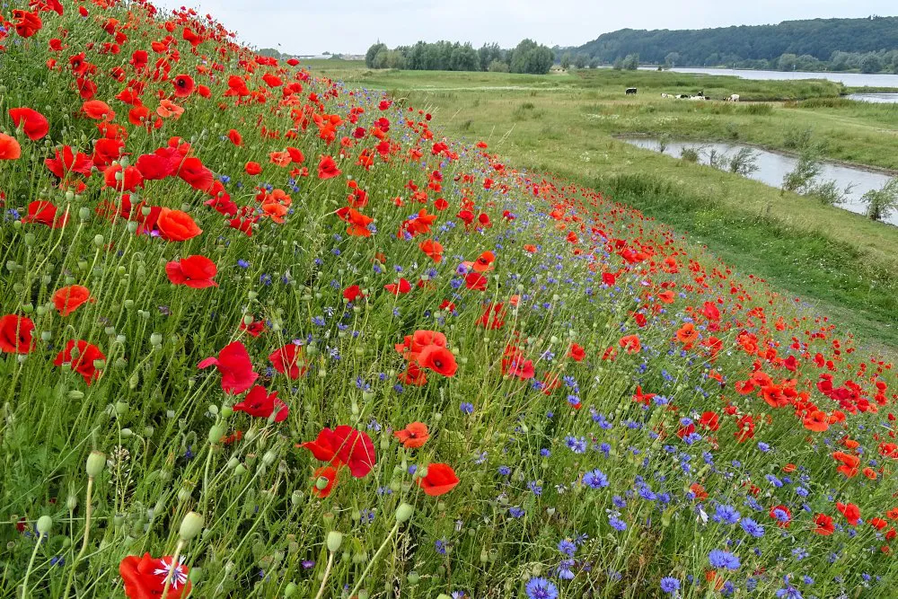 Inzaai Margrietenmengsel, dominantie Klaproos (EurECO)