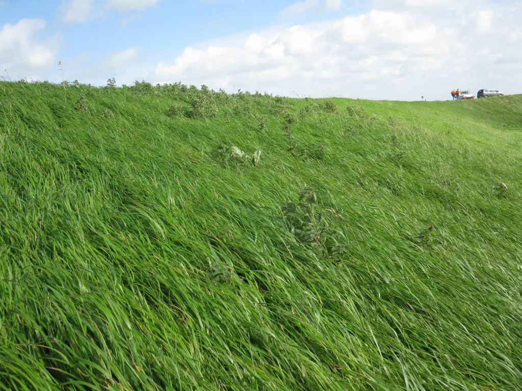 Grasbekleding met bemesting en maaibeheer.