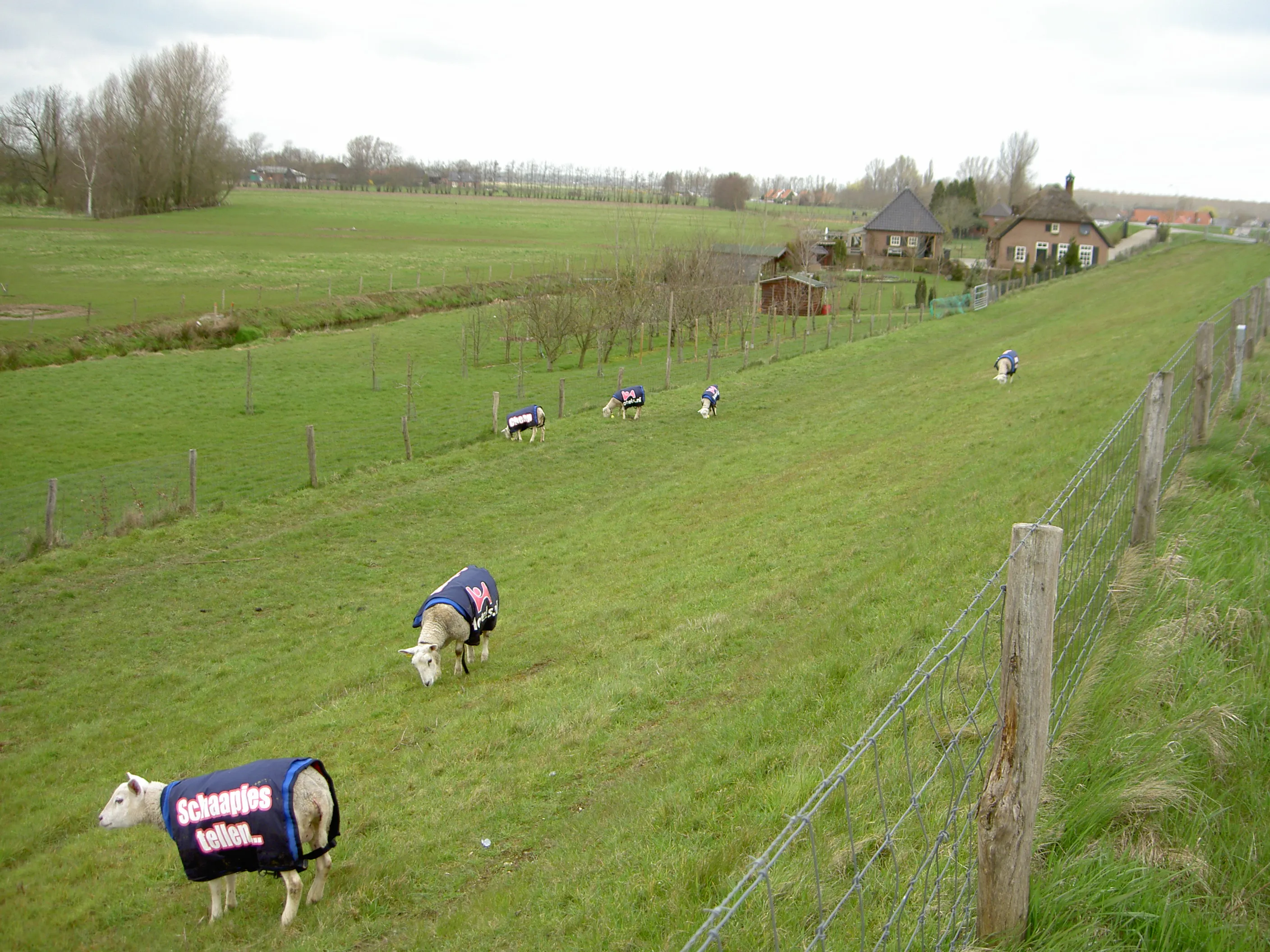 Begrazing met een commerciële partner (WSRL)