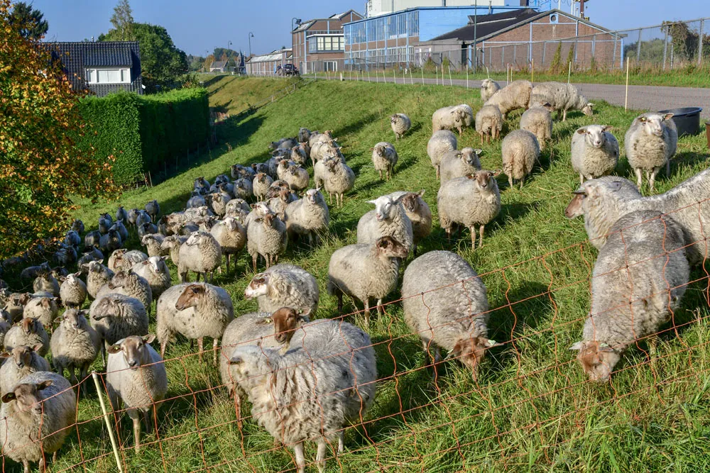 Nabeweiding kortdurend, intensief met flexraster (EurECO)