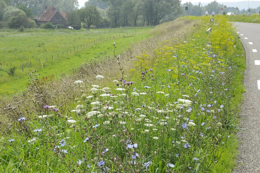 Wegberm vroeg gemaaid: staat opnieuw te bloeien nu overige vegetatie is uitgebloeid of gemaaid (EurECO)